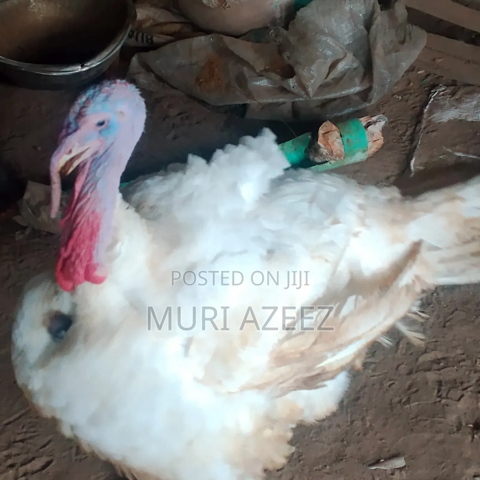 Foreign Breed Grown Turkey
