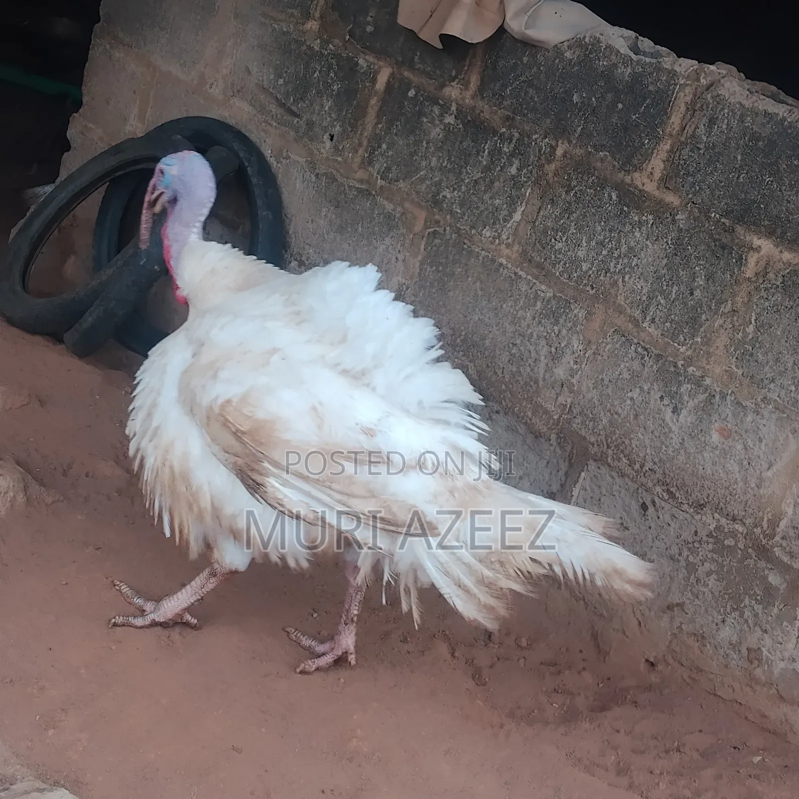 Foreign Breed Grown Turkey