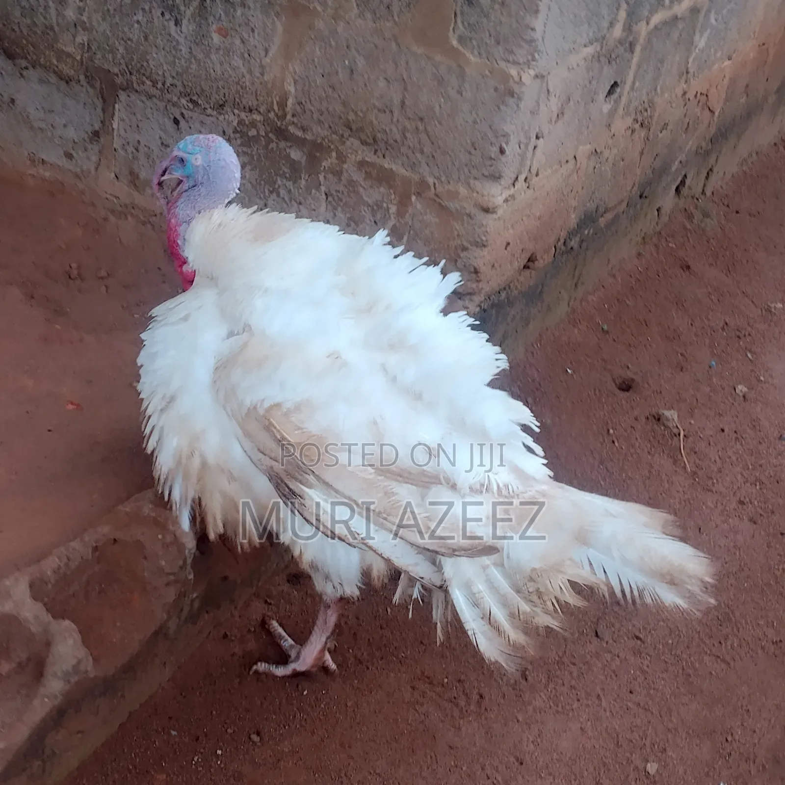 Foreign Breed Grown Turkey