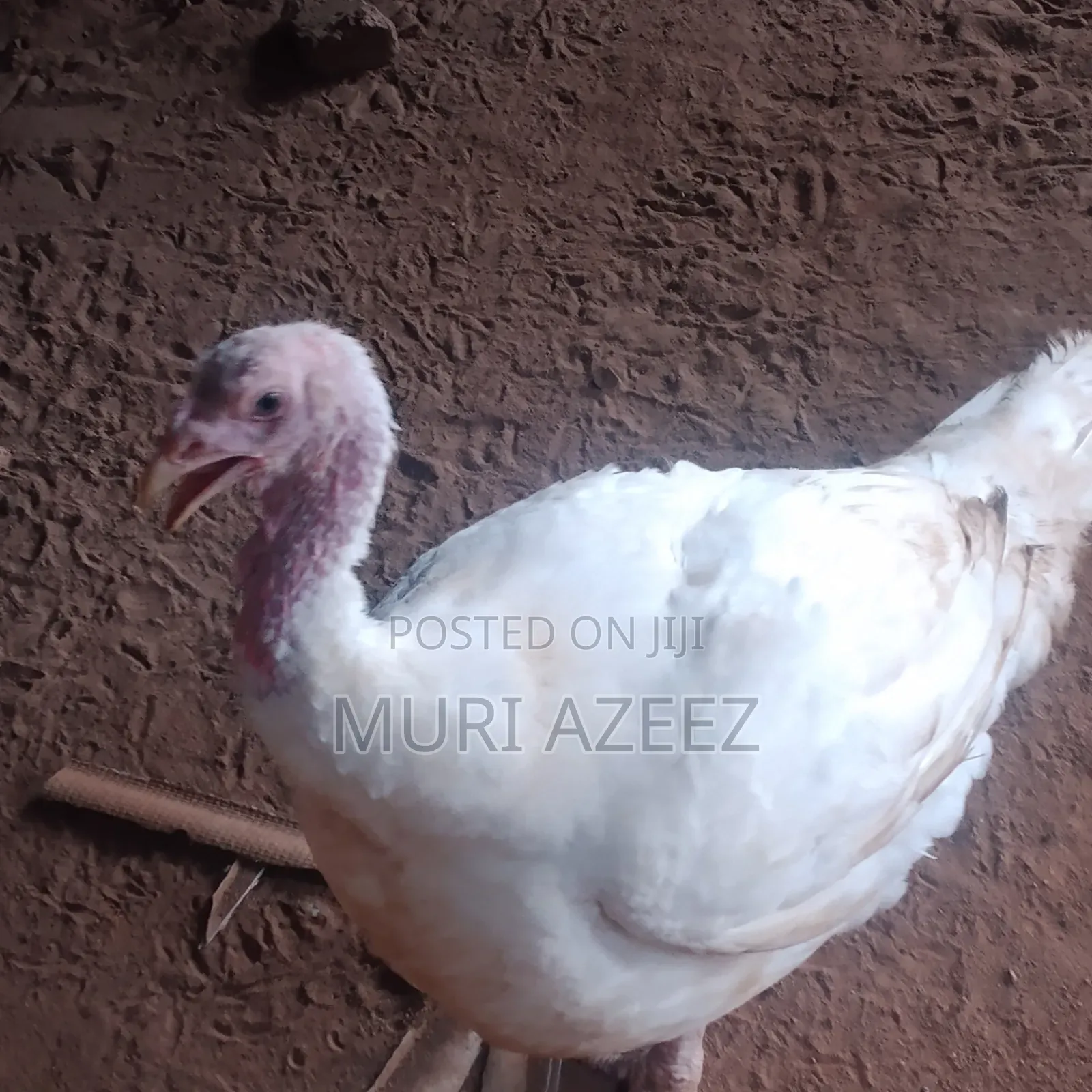 Foreign Breed Grown Turkey