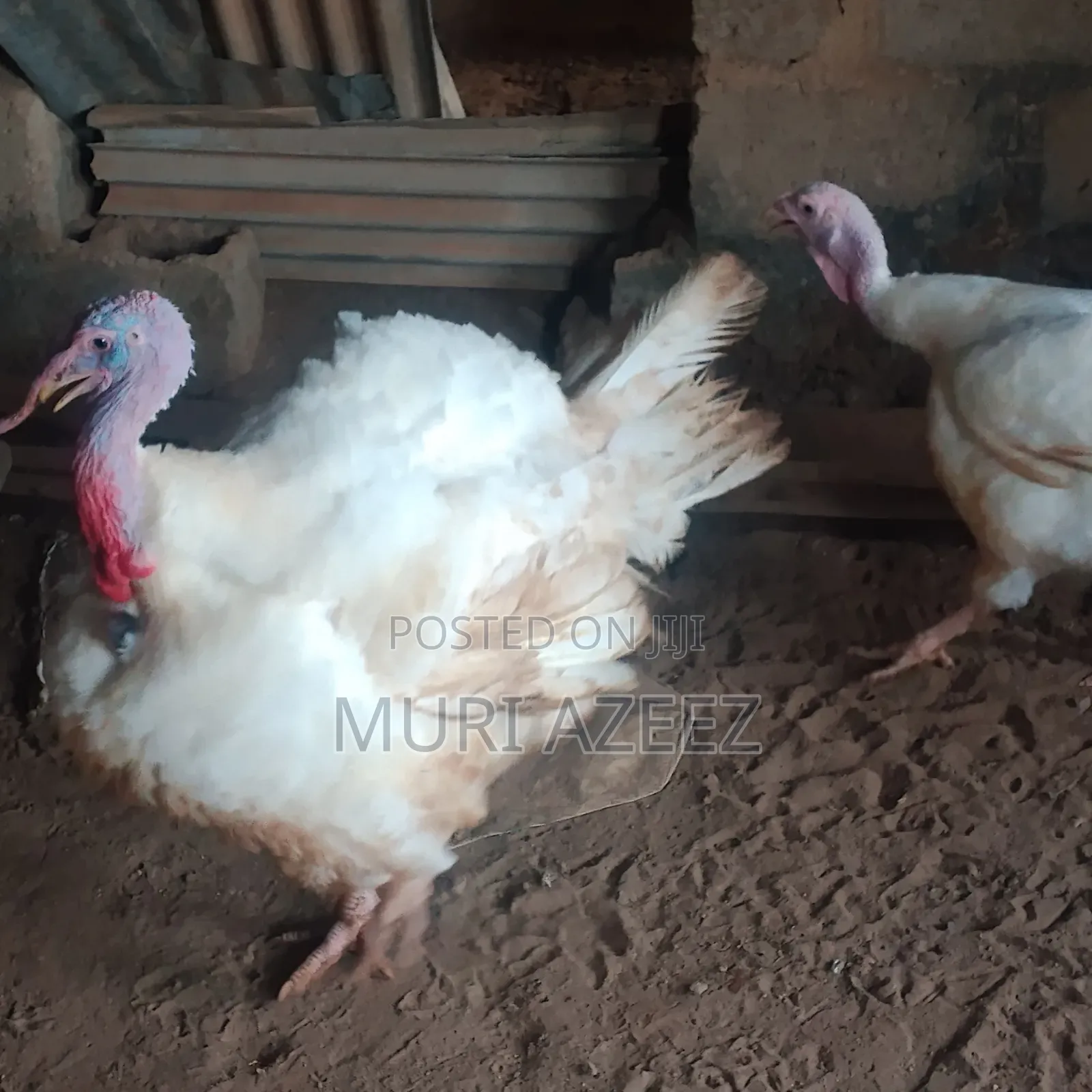 Foreign Breed Grown Turkey