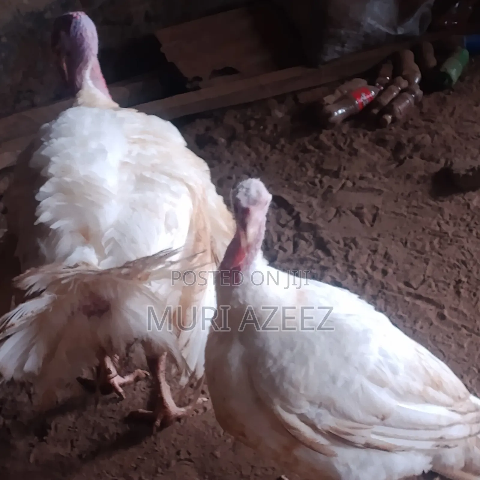 Foreign Breed Grown Turkey
