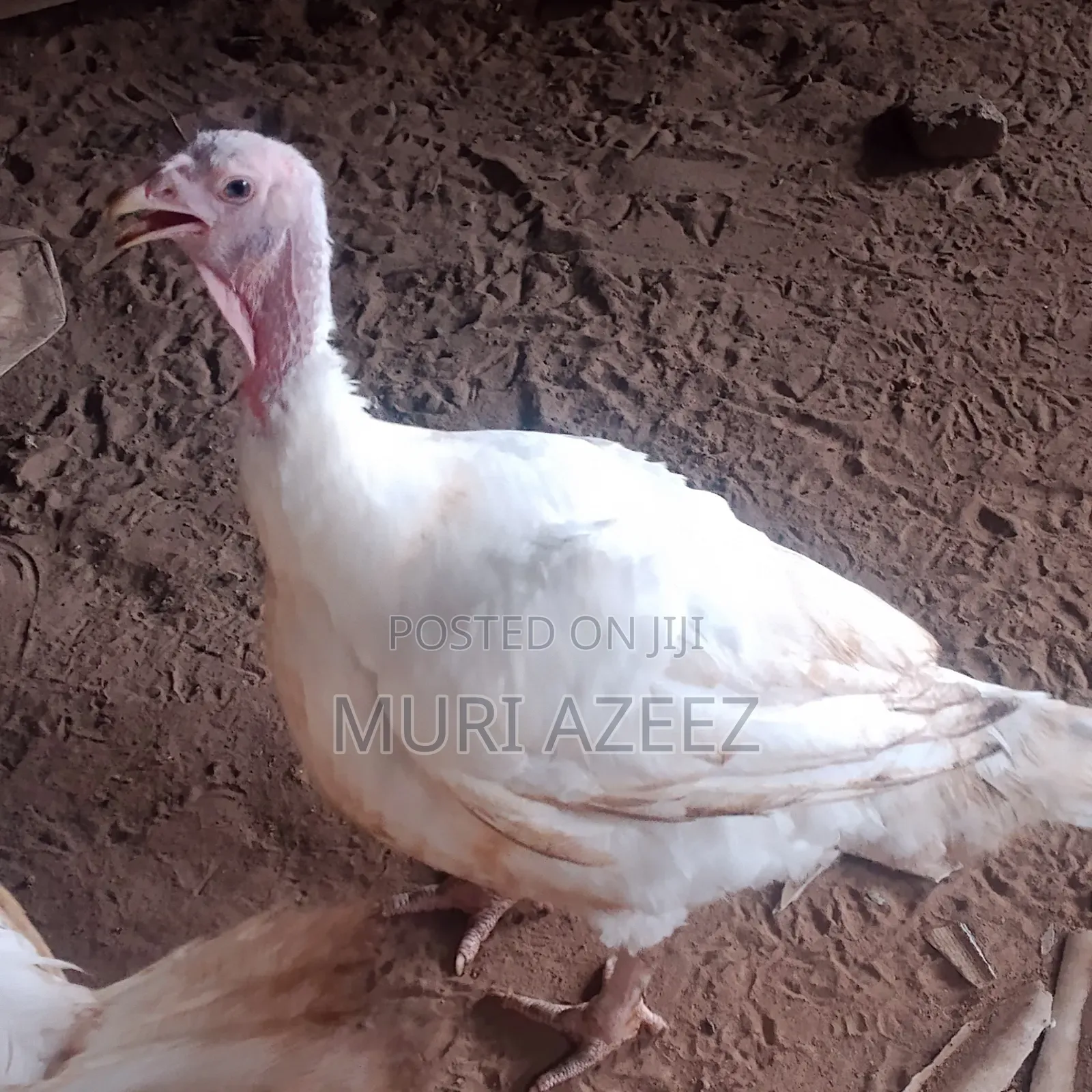 Foreign Breed Grown Turkey