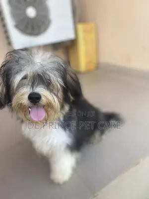 1+ year Male Purebred Lhasa Apso
