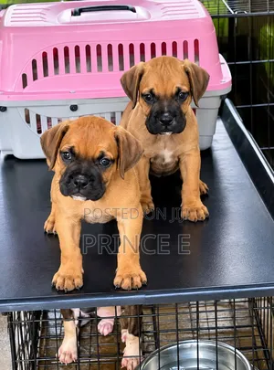 1-3 months Female Purebred Boerboel
