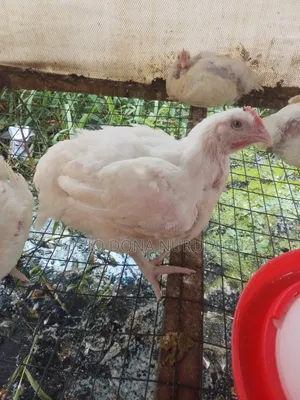 Boilas Chicken Available for Sale
