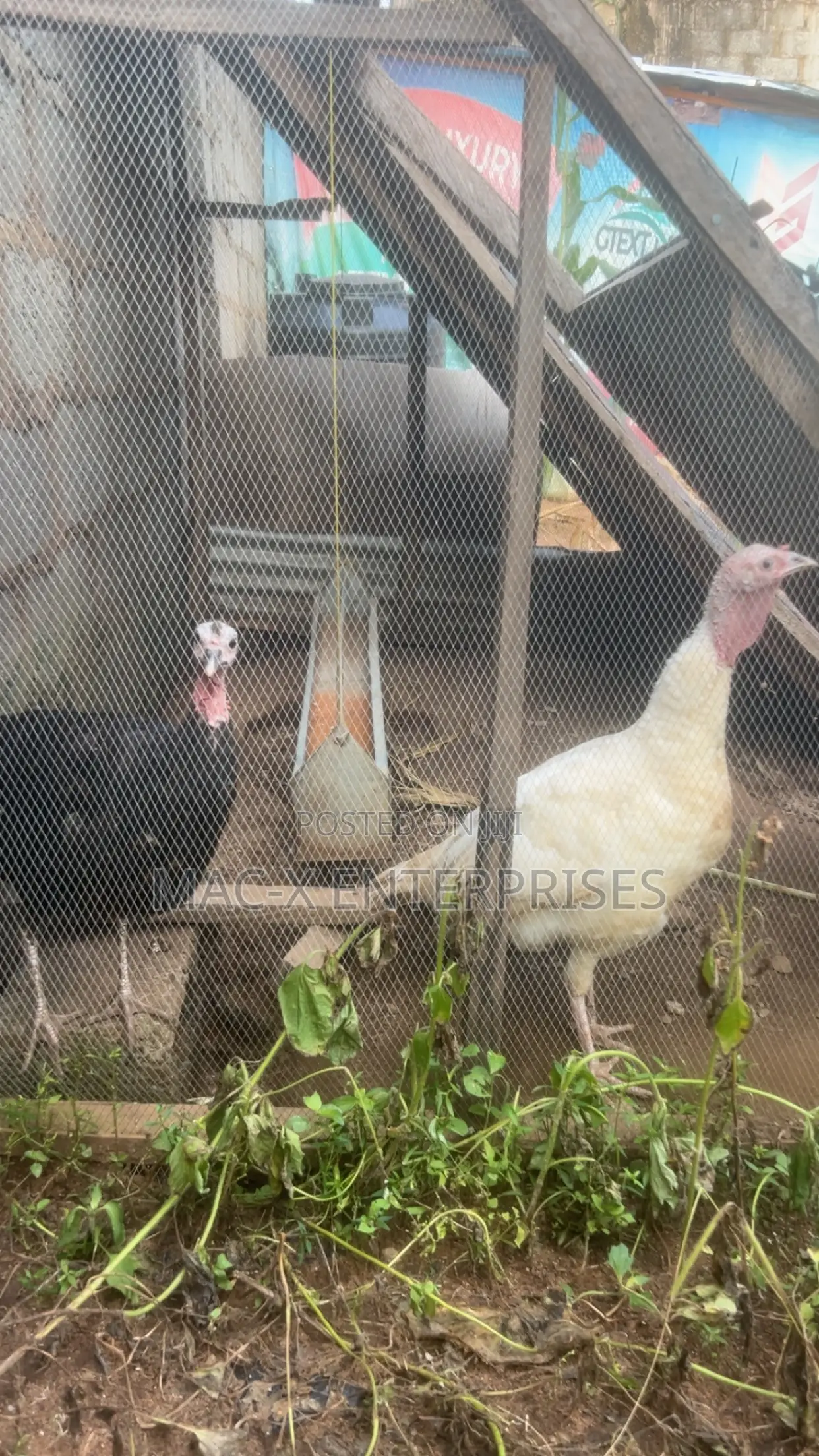 Matured Female Local Turkey