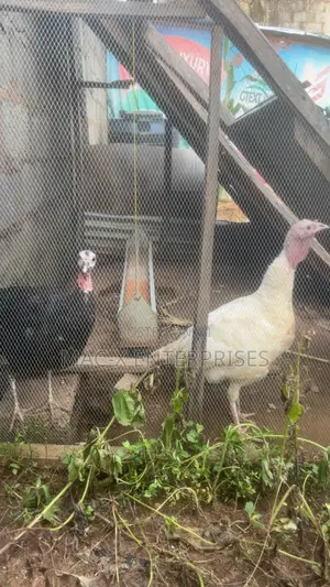 Matured Female Local Turkey