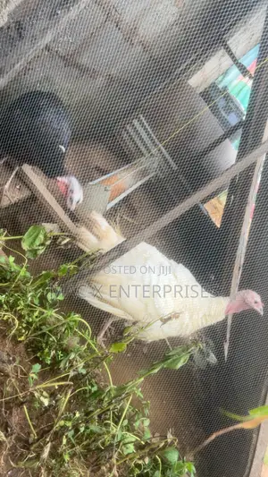 Matured Female Local Turkey