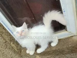 1-3 months Male Purebred Persian