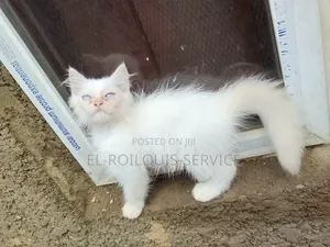 1-3 months Male Purebred Persian