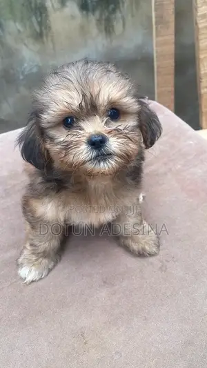 1-3 months Female Purebred Lhasa Apso