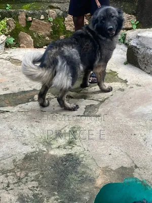 1+ year Female Purebred Caucasian Shepherd