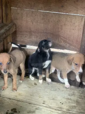 0-1 month Male Mixed Breed Boerboel