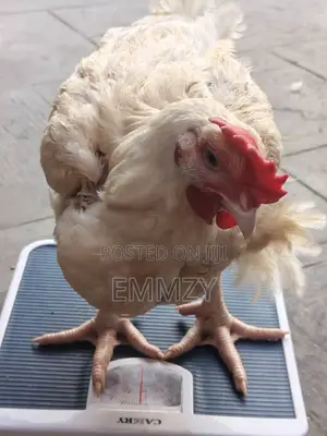 Big Healthy Broiler Chickens for Sale in Lagos