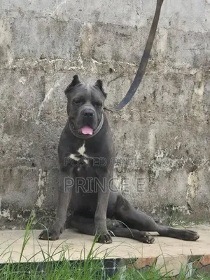 1+ year Male Purebred Cane Corso