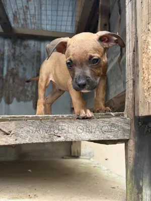 1-3 months Male Purebred American Pit Bull Terrier