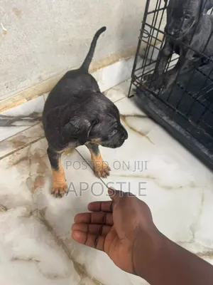 0-1 month Female Purebred Boerboel