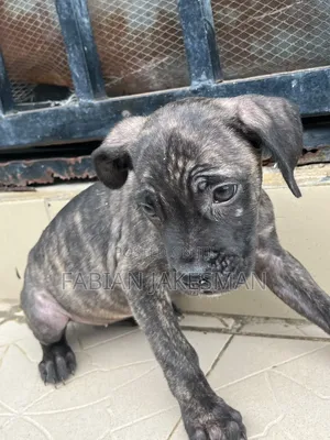 1-3 months Female Purebred Boerboel