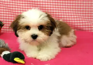 1-3 months Female Purebred Lhasa Apso