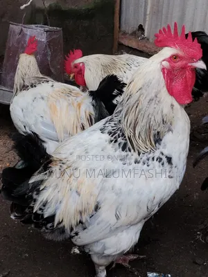Crossed Breed Brahma Chicken