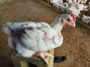 Chicken 362