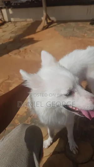 1+ year Male Purebred American Eskimo