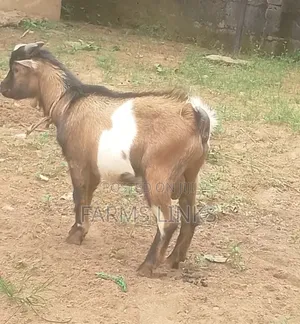 Healthy One Year Plus Male Goat