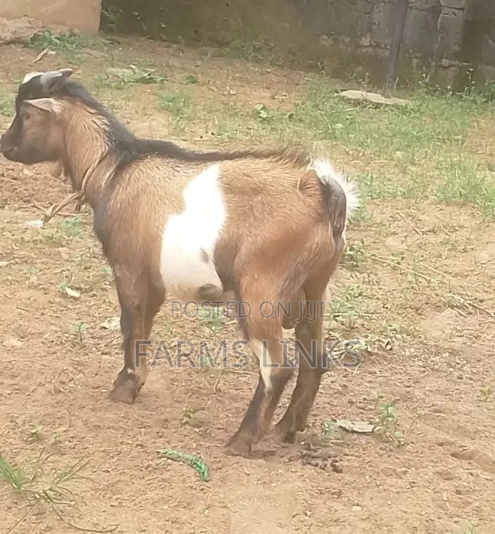 Healthy One Year Plus Male Goat