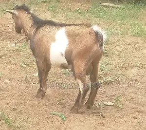 Healthy Male Goat