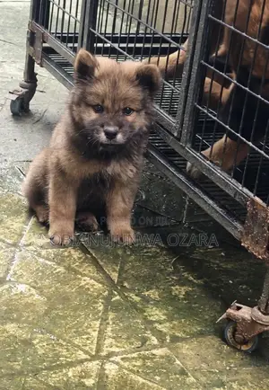 1-3 months Male Purebred Chow Chow