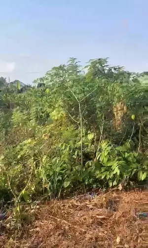 50ft/100ft Land for Sale