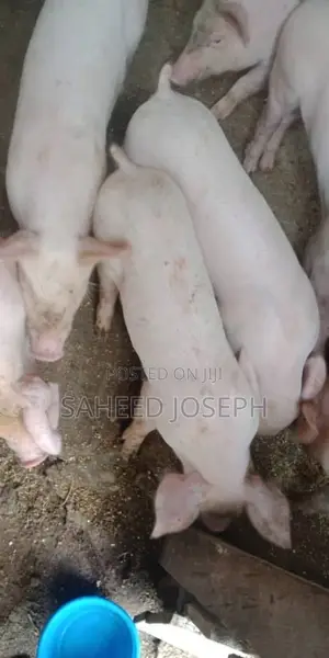 Landrace Weaners for Sale