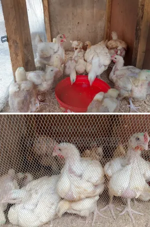 Chicken /Broilers