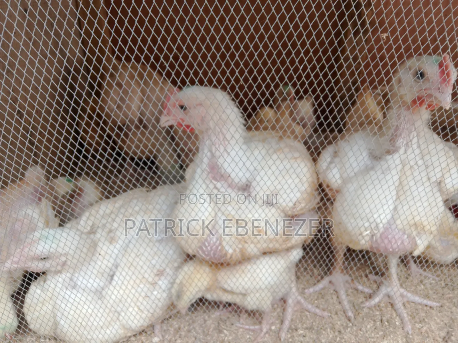 Chicken /Broilers