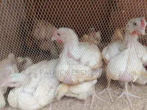 Chicken /Broilers