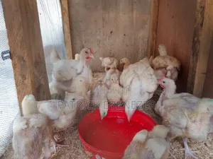 Chicken /Broilers