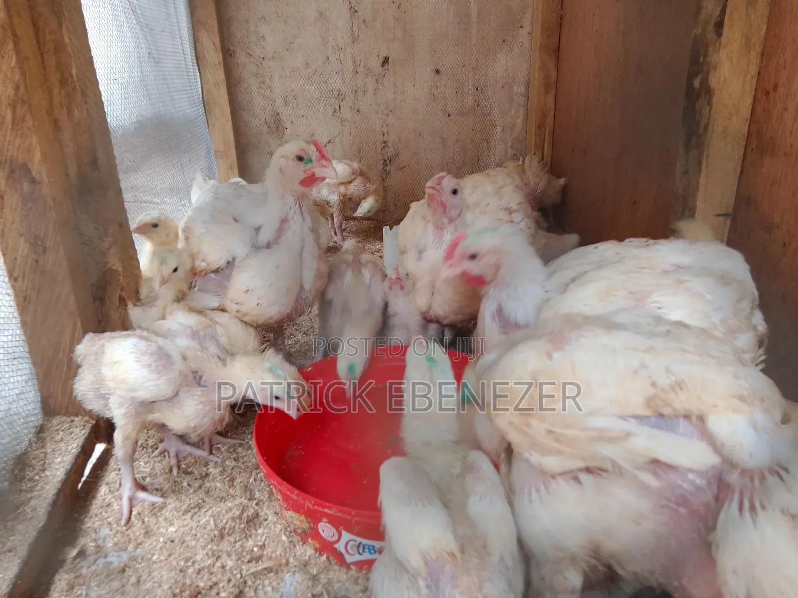 Chicken /Broilers