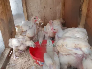 Chicken /Broilers
