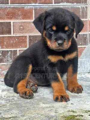 1-3 months Male Purebred Rottweiler