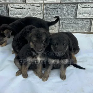 1-3 months Male Purebred German Shepherd