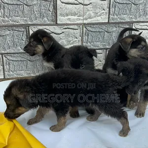 1-3 months Female Purebred German Shepherd