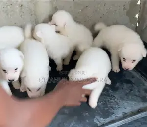 1-3 months Female Purebred American Eskimo