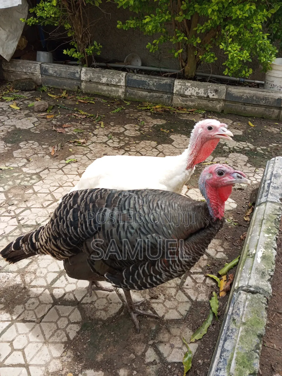 4 Turkey Each and 2 Broiler Each 