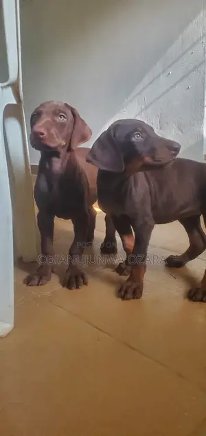 1-3 months Female Purebred Doberman Pinscher