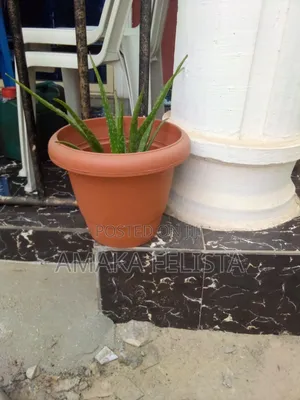 Medium Sized Flower Pots