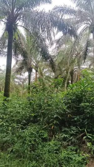 Plots of Land for Palm Plantation for Sale