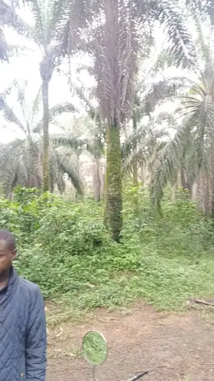 Plots of Land for Palm Plantation for Sale