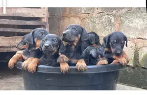 1-3 months Female Purebred Doberman Pinscher