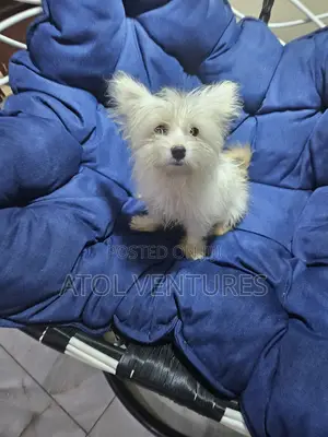 3-6 months Male Mixed Breed Lhasa Apso